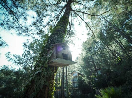 kasauli-hills-resort-best-multi-cuisine-restaurant-brook-and-pines-amidst-nature-and-view-around