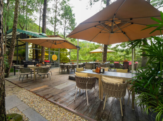 new year party in kasauli hills